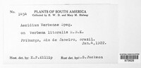 Aecidium verbenae image
